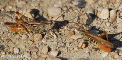 Chorthippus brunneus